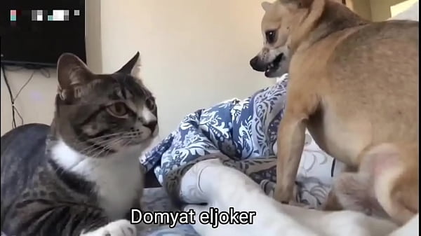 فيديو التحقق