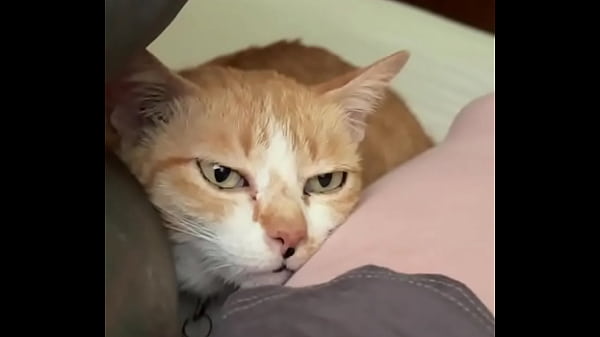 Miss our little crazy cat already!  Do you feed street animals? No matter where we go we have cat food with us and fe... 