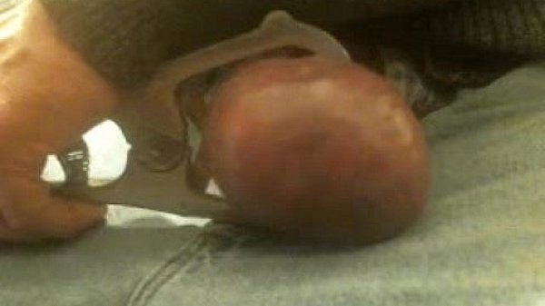 putting the green castrator band onmy huge nuts