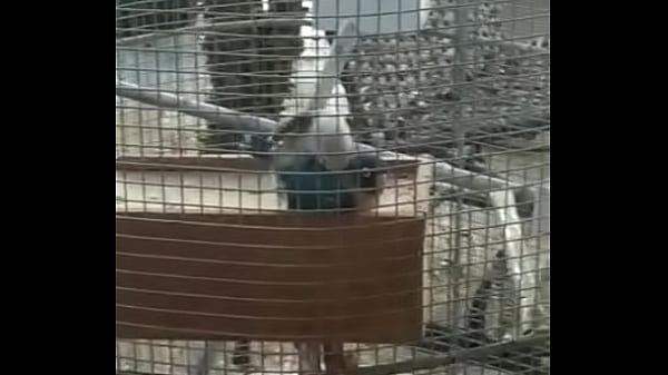 Pomba com doen&ccedil;a fodendo gostoso precoce