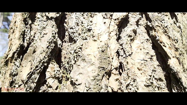 Mesmeriza 23 01 MOV CINEMA CLIP 325 326 327 20240814141600562 