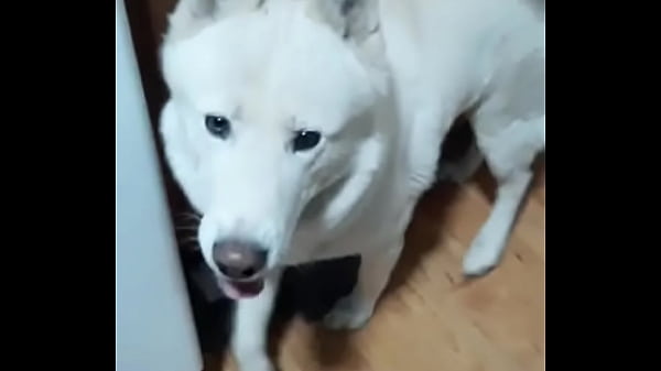 Made a lil video with the "microwave" bit, turn your sound on!?More doggo shenanigans on my TikTok!