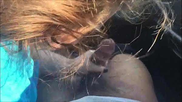 Amateur BBW giving head in the car