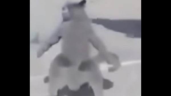 Gato dando sus pasos prohibidos bien paja