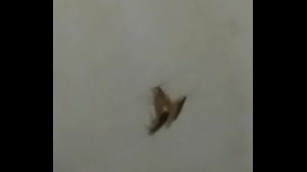 FIM DA HIST&Ograve;RIA de BARATAS FODENDO LOUCAMENTE VERICALMENTE