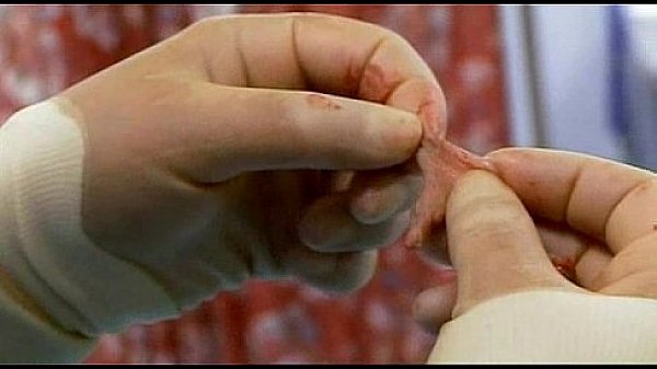 Young  Hot  Brittish Brunette Girl  Is  Self Concious About Her Big Pussy Lips .