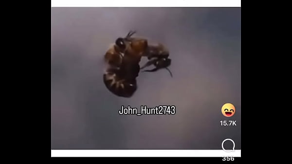 Lmmfao️ - Update #3 (2025-01-09T02:43:43.000Z) 