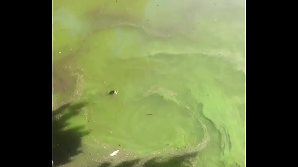 tartarugas ninjas tranzando debaixo da &aacute;gua