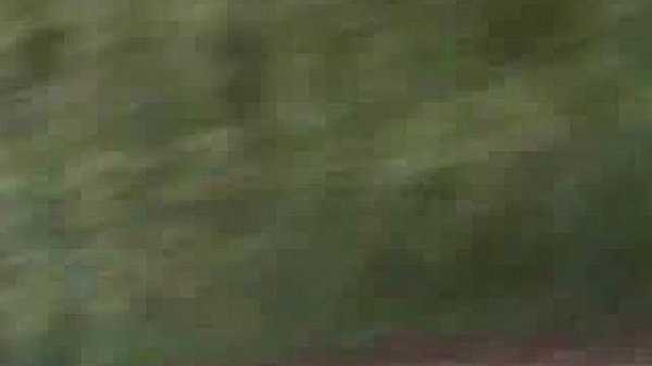 sex party in the woods