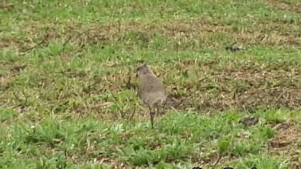 Latino Anal Sex With Hardcore Fuck