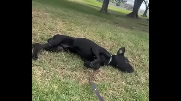 V&iacute;deo de verificaci&oacute;n  