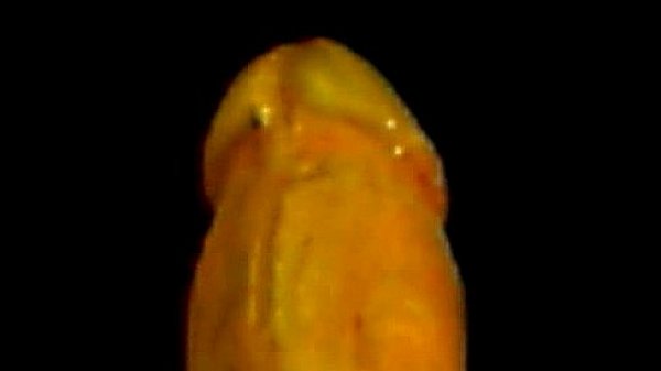 Cocking Fleshlight STU