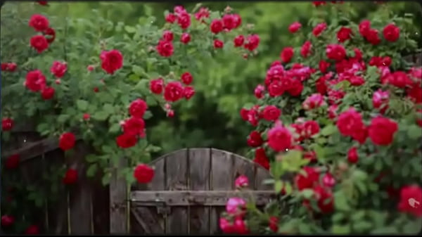 Bengali Romantic Sex Story I fucked my friend's wife and got cum out of her pussy.