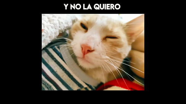 El gato Kcheraso pe de SJL, se corre en todas las &ntilde;ofis