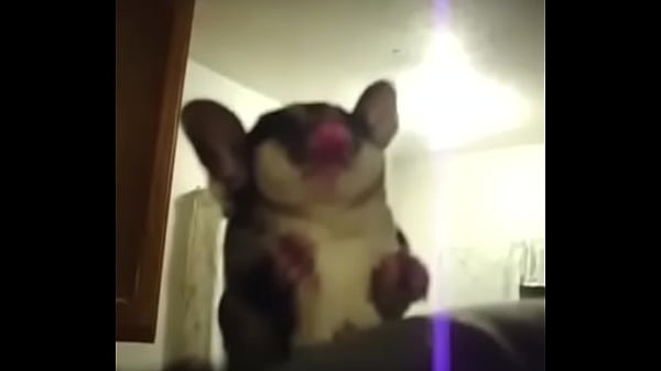 可爱的蜜袋鼯第一次试着滑翔的视频合集  