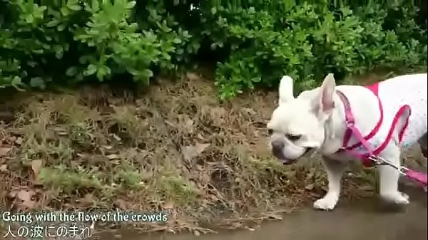 Masako Macaron vera troia