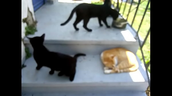 Видео для верификации 