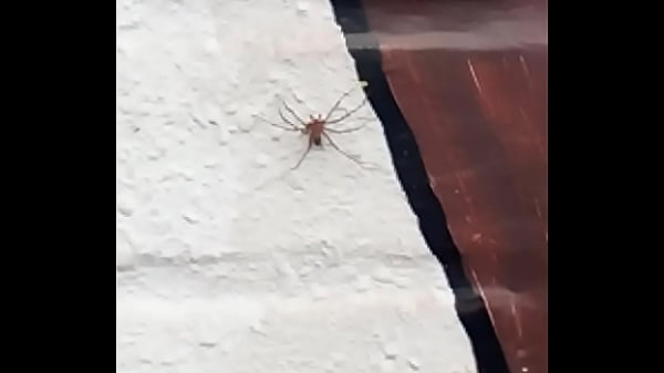 v. a el hombre arana  