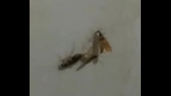 BARATAS FODENDO LOUCAMENTE VERICALMENTE