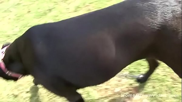 Two young lesbian amateurs licking and fucking each other with toys