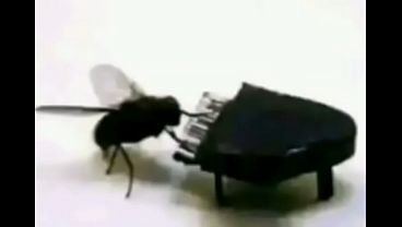 V&iacute;deo de verifica&ccedil;&atilde;o 