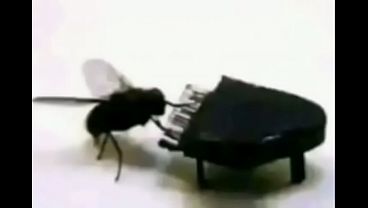 V&iacute;deo de verifica&ccedil;&atilde;o  