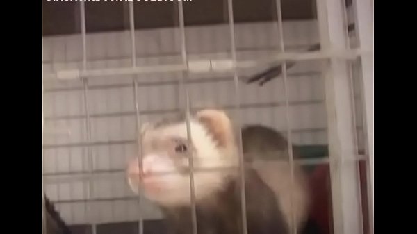 Topnotch redhead perfection Shawna with huge natural tits fucks and deepthroats