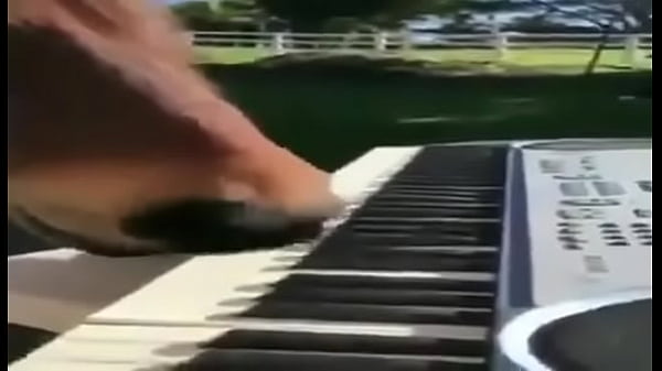 CAVALO PIANISTA  