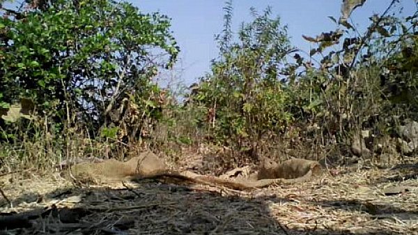 Tarzan Boy Nude Safar In Jungle