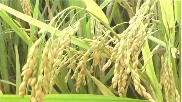 D&acirc;n ca T&agrave;y - Lập xu&acirc;n (Thanh Sơn) HD