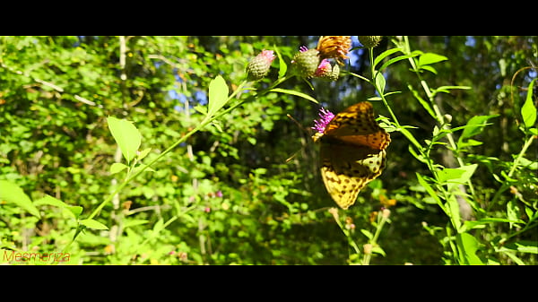 Mesmeriza demo 11 - Island of Desires 