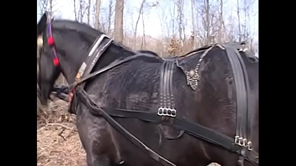 Horny couple fuck in a carriage in front of its driver