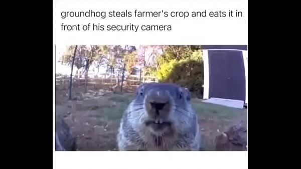 Furry absolutely fucks farmer over