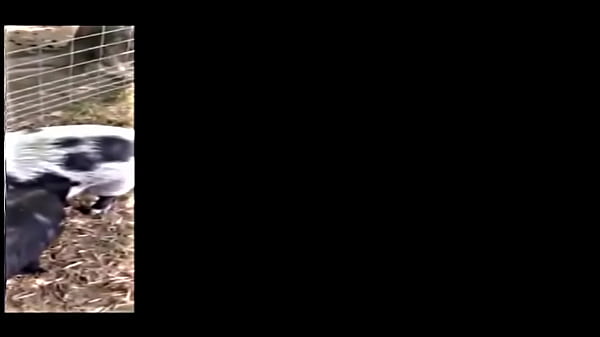 the muddy old funny creature and song  