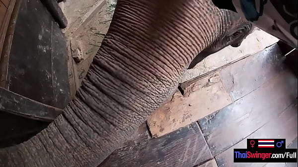 Asian teen girlfriend rode on an Elephant before pushing back on his big dick  