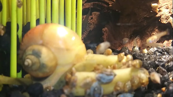 Hospital grade electri powered cock pump