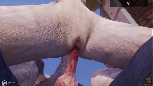 Lobo alfa fazendo sexo com uma Loba