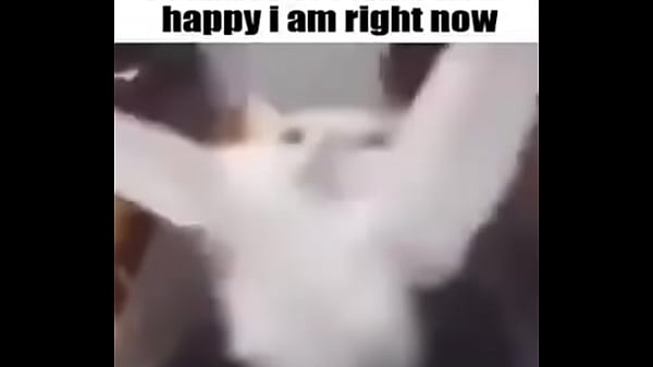 el divertido ciclo de gatitios divertidos