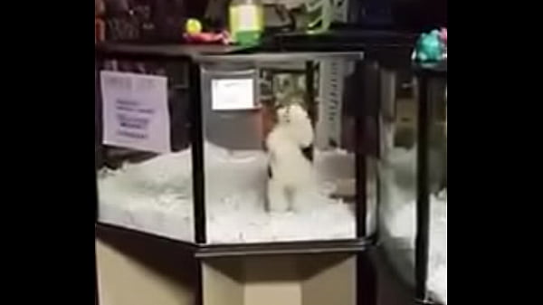 Perro bailando ajajjajajaaaj