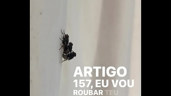 Concei&ccedil;&atilde;o sentando na pika em pleno fim de semana