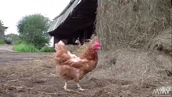 Sauerei im Schweinestall - Elke stellt sich vor - Spermator