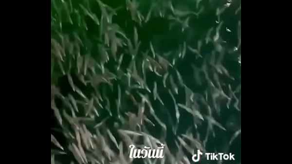 Video x&aacute;c minh  