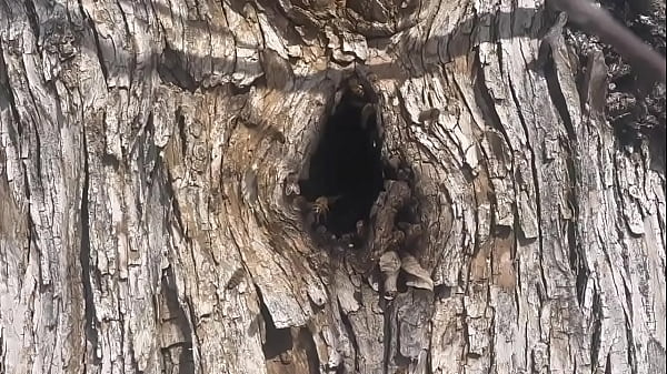 .Random video of me finding a beehive and not getting bit