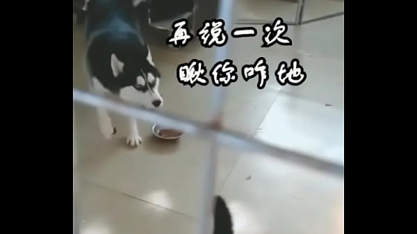 狗狗大站猫咪