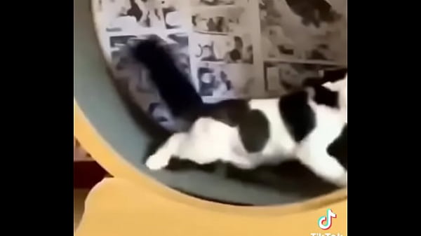 Gatos para dejar el porno  