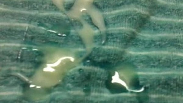 Vietnam 21 years and sex toy