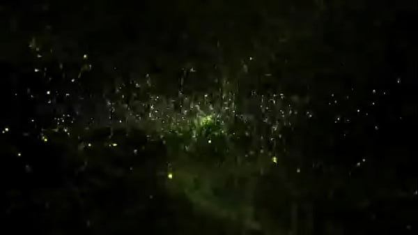 cheromani - ON FLEEK (prod. CXO) (OFFICIAL AUDIO) (2025)