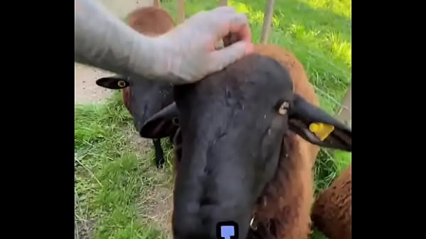 Sweet little sheep on the way while running in Merion Wool! ??️What&rsquo;s the cutest animal you&rsquo;ve encounte...