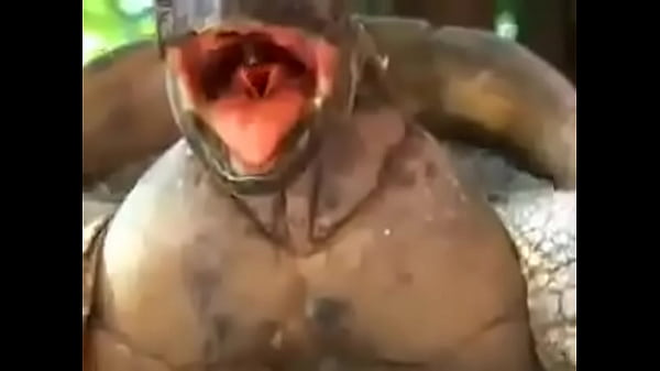 Tartaruga pegando esposa sem d&oacute; nem piedade , pra bater a vida toda
