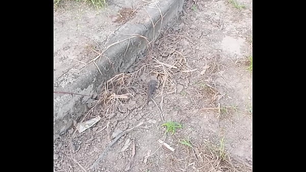 Peixe dano capa de deserte enquanto faz emote 